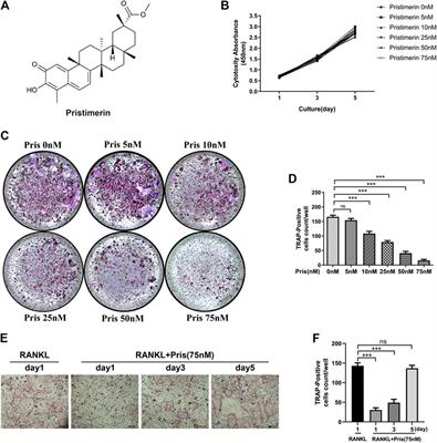 Pristimerin Suppresses RANKL-Induced Osteoclastogenesis and Ameliorates Ovariectomy-Induced Bone Loss